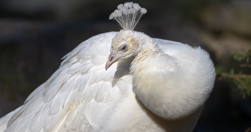Bâche blanche : le guide pour choisir la bonne protection