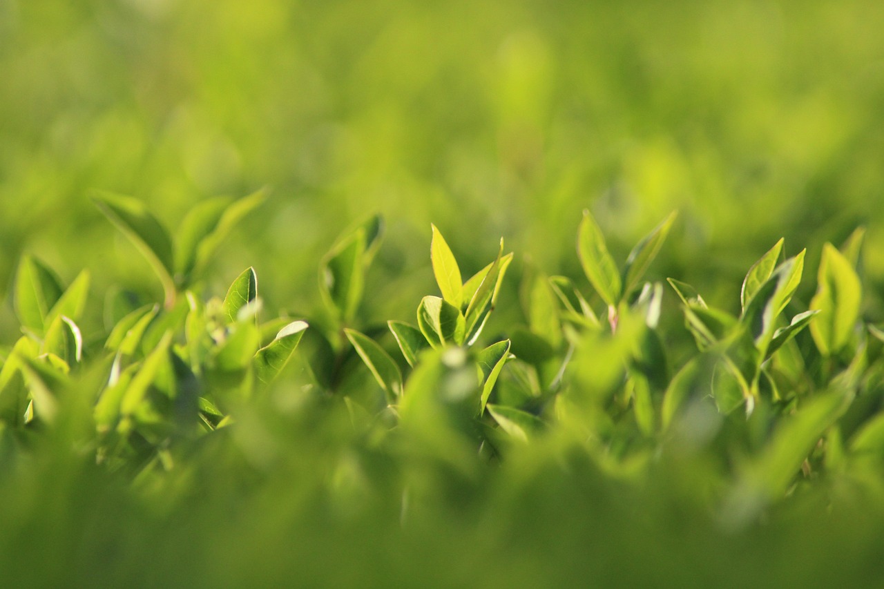 découvrez notre sélection de plantes haies de confidentialité à croissance rapide, idéales pour créer un écran naturel et préserver votre intimité en un temps record.