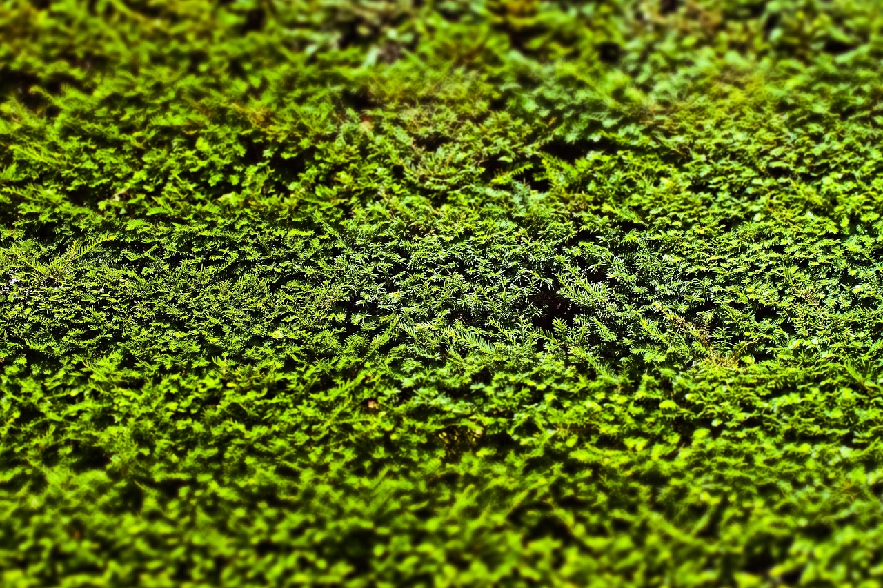 d&eacute;couvrez nos plantes brise-vue &agrave; croissance rapide, id&eacute;ales pour pr&eacute;server votre intimit&eacute; et embellir votre jardin rapidement.